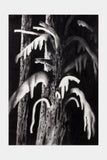Uprooting, Untitled #2, charcoal on paper by Timothy J Lamb, original artwork — Tim Biskup
